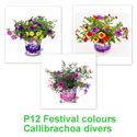 Bild von Festival Colours Calibrachoa mixpot P12 Divers